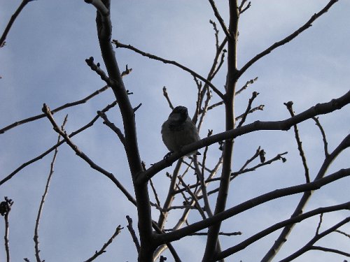 DSCN0206_bird.JPG