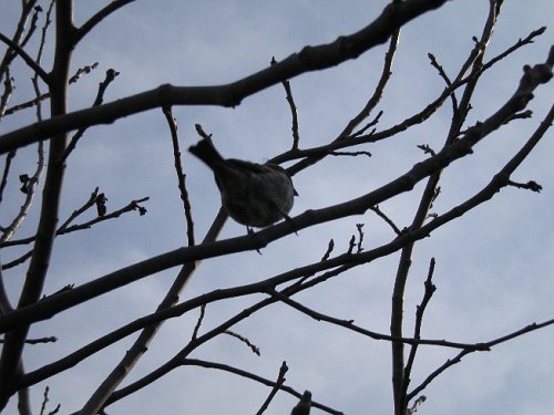DSCN0207_bird.JPG